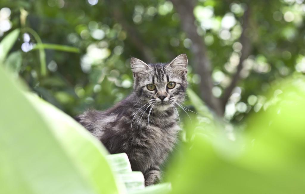 Timbis Homestay Bali Nusa Dua  Zewnętrze zdjęcie